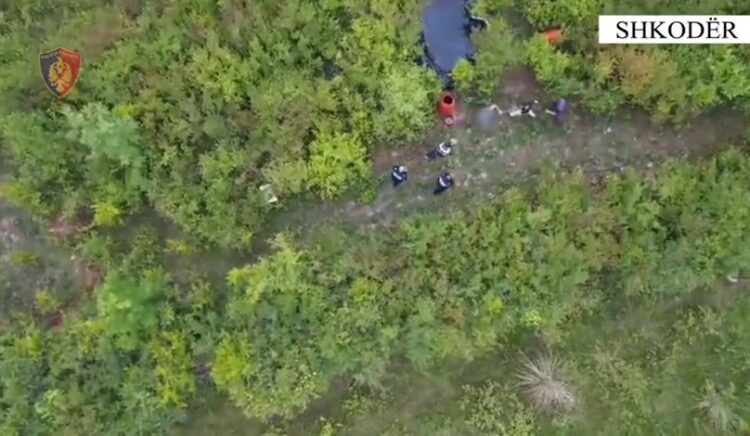 Shkodër/ Goditen dy raste të kultivimit të kanabisit, arrestohet 43-vjeçari