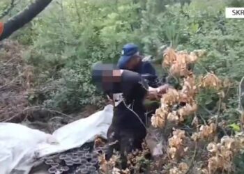 Kultivoi në mes të pyllit kanabis, arrestohet 27-vjeçari në Skrapar