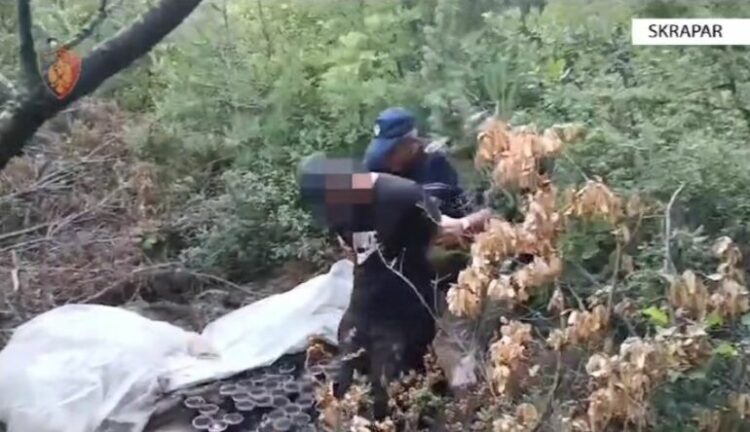 Kultivoi në mes të pyllit kanabis, arrestohet 27-vjeçari në Skrapar