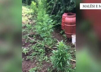 Zbulohet parcela me kanabis në Malësi të Madhe, në kërkim 49 vjeçari