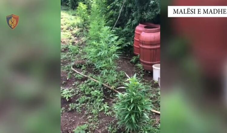 Zbulohet parcela me kanabis në Malësi të Madhe, në kërkim 49 vjeçari
