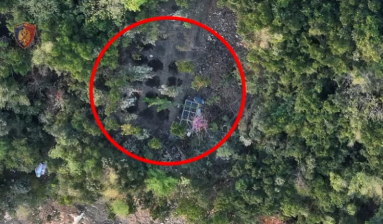 Kultivonin kanabis, arrestohen babë e bir nga Kruja