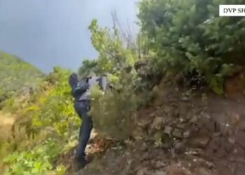 Shkodër/ Aksion kundër kanabisit, asgjësohen rreth 11 mijë bimë