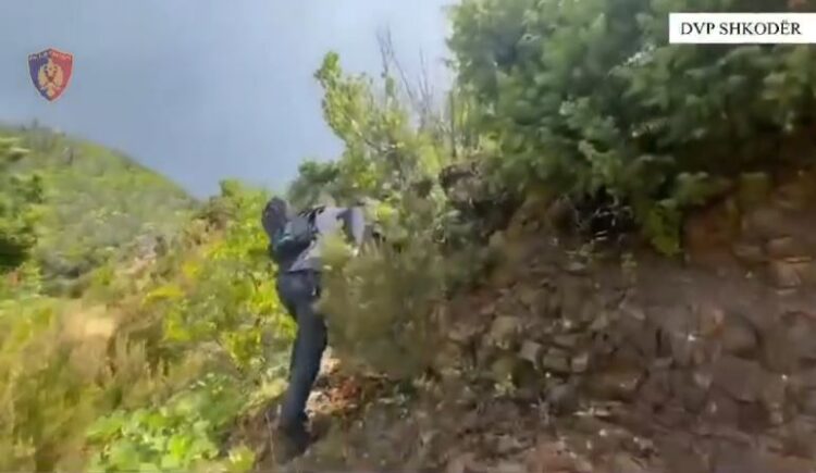 Shkodër/ Aksion kundër kanabisit, asgjësohen rreth 11 mijë bimë