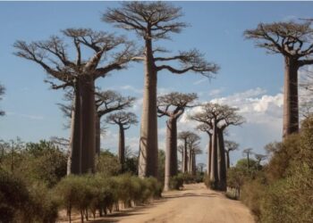 Shkencëtarët zgjidhin misterin e “pemës së lashtë të jetës”