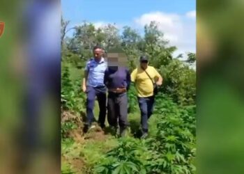 Kultivuan drogë në pyll, arrestohen në flagrancë dy persona në Fier (Emrat)
