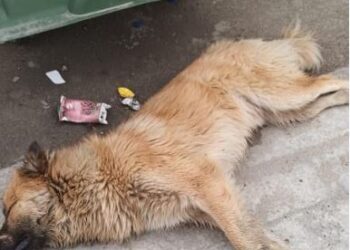 Pasi sulmuan turisten italiane, helmohen qentë në qytetin e Vlorës/ FOTO