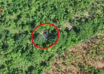 Aksion antidroge në Lezhë/ Goditen 3 raste kultivimi kanabisi, 4 persona në pranga