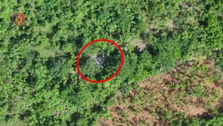 Aksion antidroge në Lezhë/ Goditen 3 raste kultivimi kanabisi, 4 persona në pranga