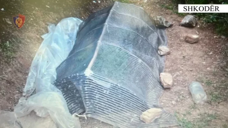 Shkodër/ Kapen 236 fidanë kanabisi, arrestohet një 29-vjeçar