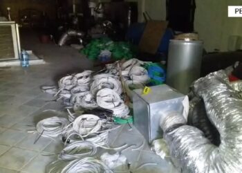 Zbulohet magazina e kanabisit, në pranga pronari dhe drejtori i OSHEE në Peqin (Emrat)