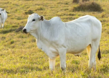 OBSH: Gripi i shpendëve mund të infektojë dhe bagëtitë e mëdha