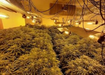 Zbulohet shtëpi bari në Tepelenë, shoqërohen katër persona