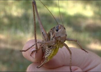 Qindra hektarë tokë të sulmuara nga karkalecat, fermerët: Na janë dëmtuar prodhimet