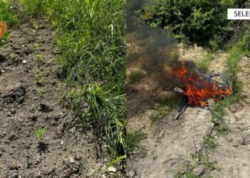 Asgjësohen 334 bimë narkotike të Vlorë, shpallet në kërkim autori
