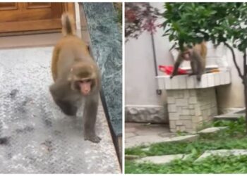 Majmuni i Saukut futet në azilin e pleqve, tmerron të moshuarit