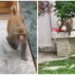 Majmuni i Saukut futet në azilin e pleqve, tmerron të moshuarit