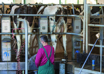 Nuk gjenden punonjës as në blegtori, kërkohen stallierë me pagë 1 mijë euro