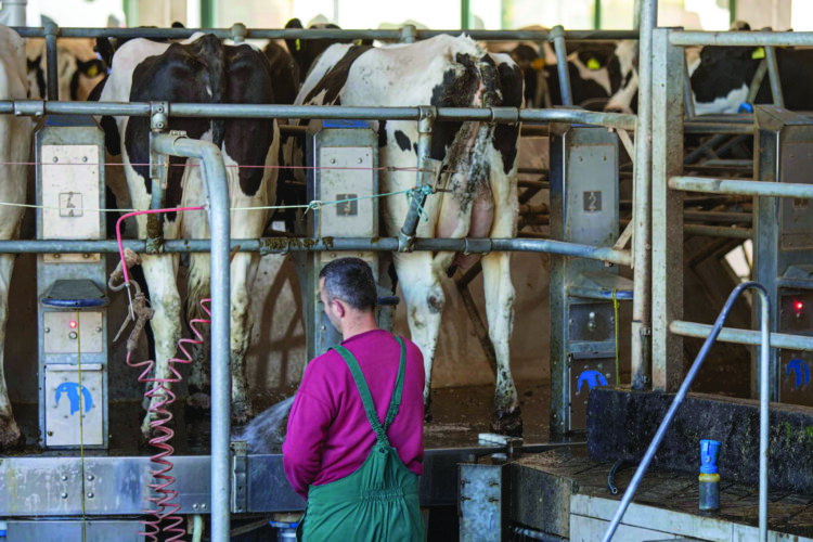 Nuk gjenden punonjës as në blegtori, kërkohen stallierë me pagë 1 mijë euro