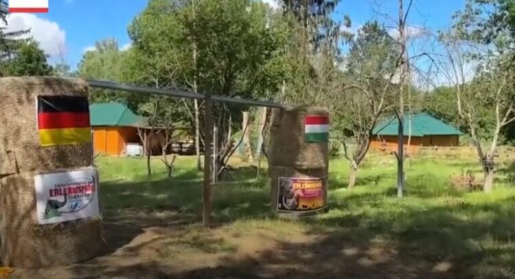 Gjermani-Hungari, elefanti ‘Bubi’ parashikon rezultatin e ndeshjes