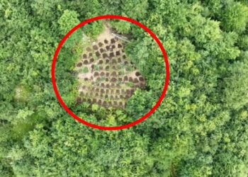 Asgjësohen mbi 6 mijë bimë kanabisi në Shkodër, vetëm 1 i arrestuar