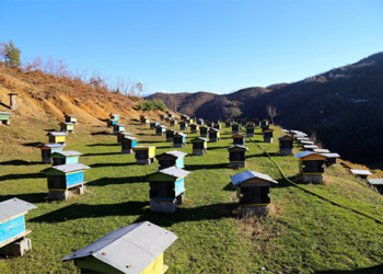 Çmimet e larta zhvendosin fermerët drejt koshereve, prodhimi i mjaltit rritet me 87% në 5 vitet e fundit