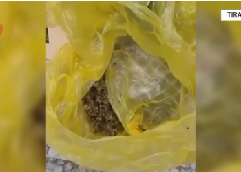 Tiranë, goditet grupi kriminal që shiste kanabis