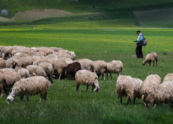 Kriza e blegtorisë, numri i bagëtive rënie vjetore mbi 11% me 2023