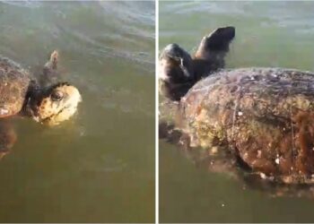 Breshka 70 kg shfaqet në ujërat e plazhit të Semanit