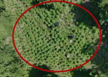 Kapen mbi 6 mijë bimë cannabis/ Kultivuesit ikin si përherë, policia merret me kryepleqtë