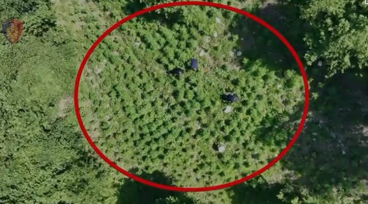 Kapen mbi 6 mijë bimë cannabis/ Kultivuesit ikin si përherë, policia merret me kryepleqtë