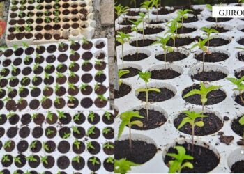 Kultivonin kanabis në oborrin e shtëpisë, arrestohet djali dhe procedohet nëna