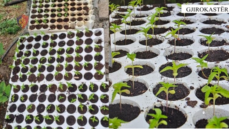 Kultivonin kanabis në oborrin e shtëpisë, arrestohet djali dhe procedohet nëna