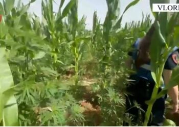 Mbolli kanabis në arën me misër, arrestohet 51 vjeçari në Vlorë