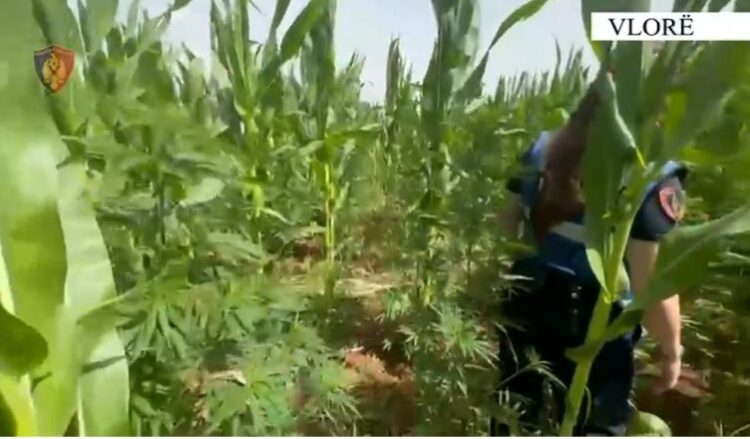 Mbolli kanabis në arën me misër, arrestohet 51 vjeçari në Vlorë