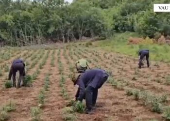Asgjesohen mbi 7 mijë bimë kanabis në Vaun e Dejës, si përherë autorët në drejtim të paditur