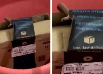 Porositën online një Xbox, kur hapën pakon mbetën pa fjalë nga frika