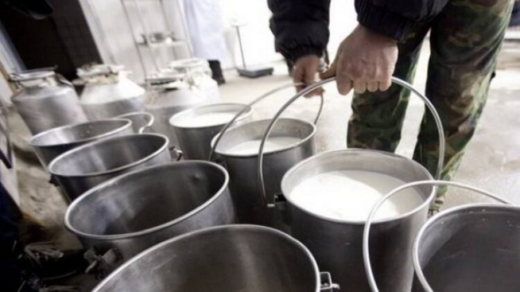 Nga qershori, grumbulluesit do ulin me 15% çmimin e blerjes së qumështit të lopës, pritet rënia e tufave