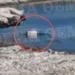 Mbi 20 ditë brenda në ujë me një peshë prej 10 kg të lidhur në këmbë, dalin pamjet e trupit të pajetë/ VIDEO