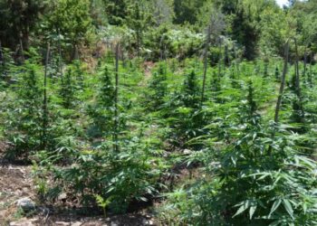 Zbulohet ara me 1 mijë rrënjë kanabis në Greqi, tre shqiptarë të arrestuar (FOTO)