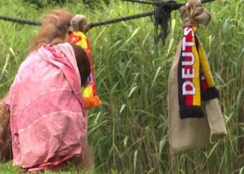 Çerekfinalja e Euro 2024, majmuni i Dortmundit parashikon fituesin