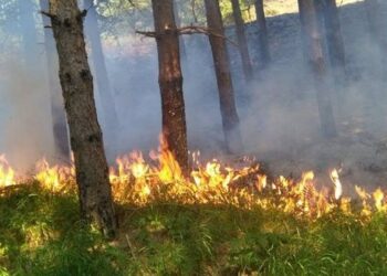 Pylli në Sinjë përfshihet nga flakët, mungesa e rrugës pengon zjarrfikësit