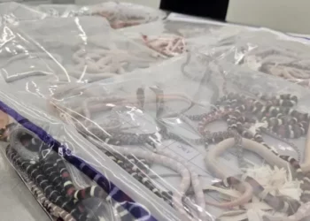 Ndalohet një person në doganën kineze, i gjenden 100 gjarpërinj të gjallë poshtë pantallonave