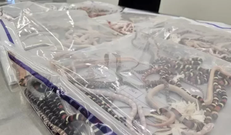 Ndalohet një person në doganën kineze, i gjenden 100 gjarpërinj të gjallë poshtë pantallonave