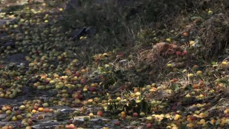 Pasojat e breshërit shkatërrimtare në Xibër-Murrize, banorët apel institucioneve: Na kompensoni