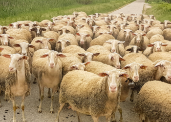 Greqia në alarm nga murtaja e kafshëve, groposen 8,000 dhi e dele