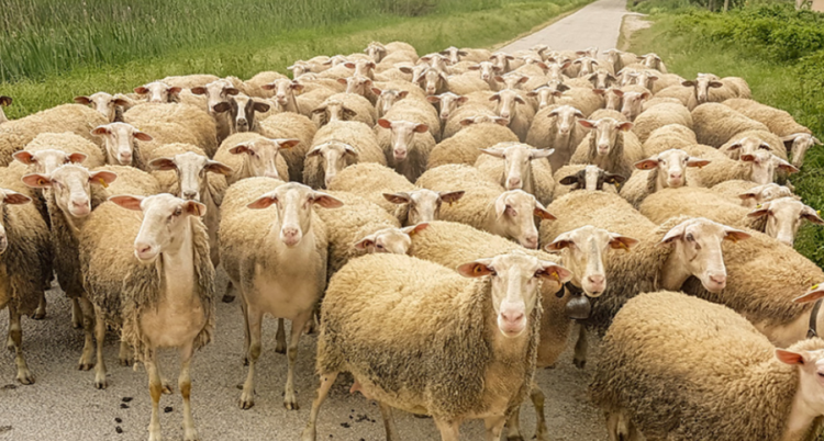 Greqia në alarm nga murtaja e kafshëve, groposen 8,000 dhi e dele