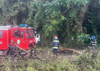 Stuhi e papritur në Elbasan, shirat e rrëmbyeshëm dhe era shkulin pemët