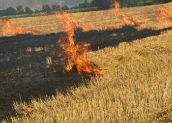 Maliq, përfshihet nga flakët sipërfaqja 4 hektarë me kashtë