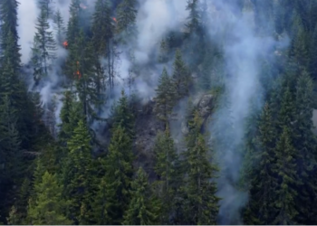 Pyjet në Shqipëri, një pasuri kombëtare që vazhdon të keqmenaxhohet